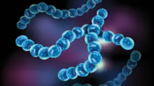 Flea-Inspired Protein Breakthrough Offers New Shield Against Medical Implant Infections