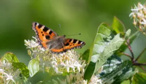 IISD and WWF-US Launch Global Initiative to Integrate Nature-Positive Principles into Transport Infrastructure Procurement