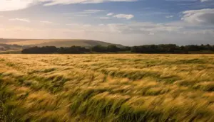Kellogg’s supports local farmers in new wheat initiative