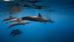 New £2.7 Million Acoustic Monitoring Project to Map Marine Mammal Behavior Amid Celtic Sea Offshore Wind Expansion