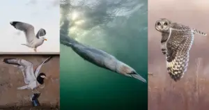 Stunning Underwater Shot of a Diving Gannet Claims Grand Prize at Bird Photographer of the Year 2026