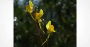 Tourist’s Photo Accidentally Leads to Discovery of New Flower Species
