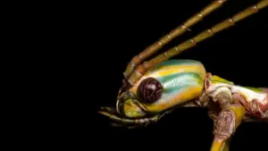 Hidden in Plain Sight: University of Sydney Researchers Uncover New Species of Large Australian Stick Insects