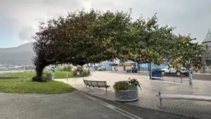 Historic Win for Northern Ireland as Wonky Wych Elm in County Down is Crowned UK Tree of the Year