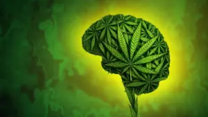 Large-Scale Review Links Cannabis Use to Increased Risk of Violent Behavior and Victimization