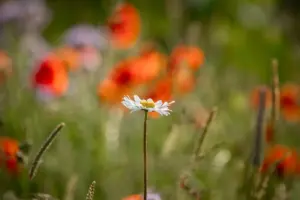 Liverpool hospital site gets biodiversity revamp