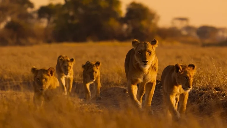 National Geographic Launches Seven-Continent Franchise With ‘Africa: Earth’s Wild Home,’ Narrated by Wunmi Mosaku