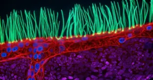 Nikon Small World in Motion Winner Under Investigation Over Allegations of AI-Generated Content