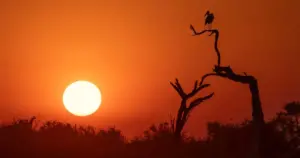 The Evolution of Impact: Why Technical Perfection is No Longer Enough in Modern Wildlife Photography