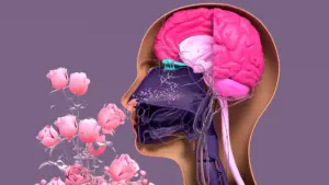Tufts Researchers Uncover Hidden Role of Stem Cells in Nasal Regeneration Through New 3D Organoid Model