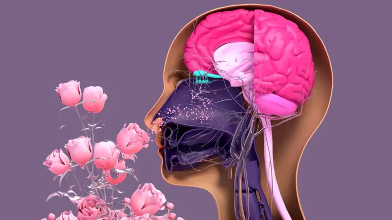 Tufts Researchers Unveil 3D Olfactory Model, Revealing Hidden Role of "Dormant" Stem Cells in Sensory Regeneration
